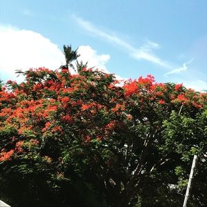 Meet your Posher, Aangeli